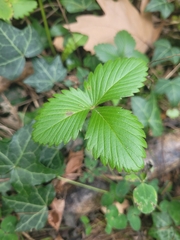Fragaria
