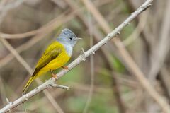 Culicicapa ceylonensis