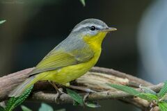Phylloscopus xanthoschistos