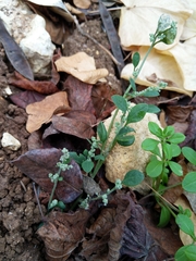Chenopodium vulvaria