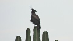 Lophaetus occipitalis