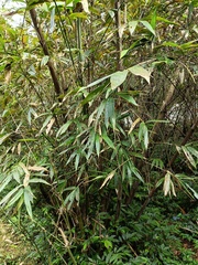 Bambusa oldhamii