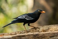 Turdus boulboul