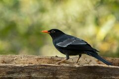 Turdus boulboul