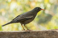 Turdus boulboul