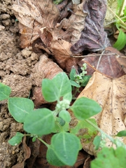 Chenopodium vulvaria