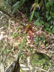 Bambusa oldhamii
