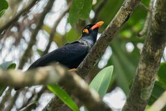 Gracula religiosa