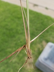 Eragrostis trichodes