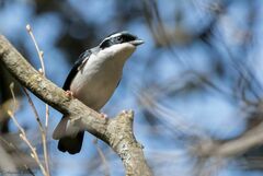 Pteruthius aeralatus