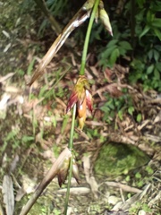 Bambusa oldhamii