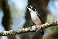 Pteruthius aeralatus