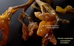 Stigmidium ascophylli