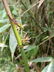 Bambusa oldhamii