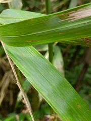 Bambusa oldhamii