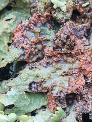 Nectriopsis rubefaciens