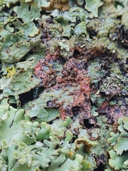 Nectriopsis rubefaciens