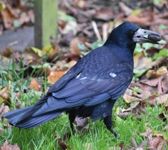 Corvus frugilegus