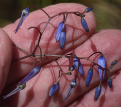 Dianella nervosa