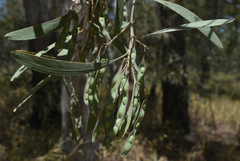 Acacia falcata