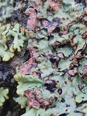 Nectriopsis rubefaciens