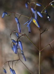 Dianella nervosa