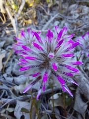 Ptilotus manglesii