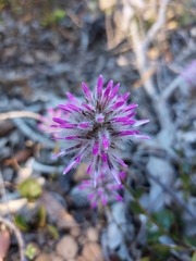 Ptilotus manglesii