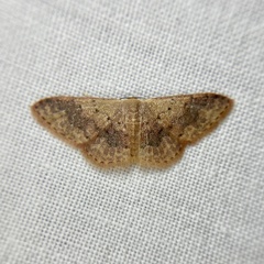 Idaea halmaea