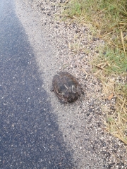 Hydromedusa tectifera