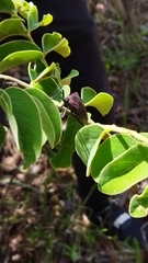 Pachylis pharaonis