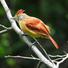 Thamnophilus doliatus