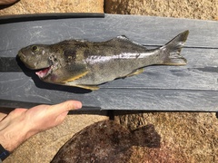 Aplodactylus punctatus