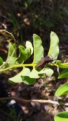 Pachylis pharaonis