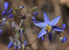 Dianella nervosa