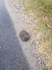 Hydromedusa tectifera