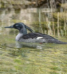 Mergus octosetaceus