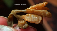 Stigmidium ascophylli