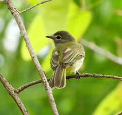 Myiopagis viridicata