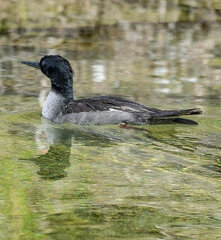 Mergus octosetaceus
