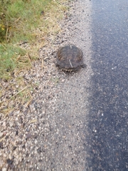 Hydromedusa tectifera