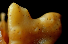 Stigmidium ascophylli