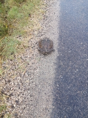 Hydromedusa tectifera