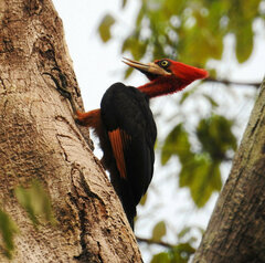 Campephilus rubricollis
