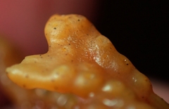 Stigmidium ascophylli