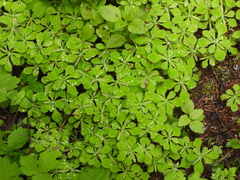 Circaeaster agrestis