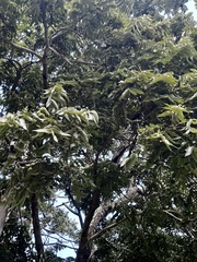 Juglans neotropica