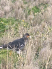 Daptrius carunculatus