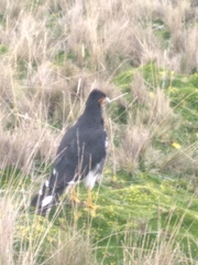 Daptrius carunculatus