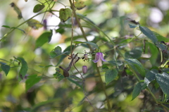 Clematis lasiandra